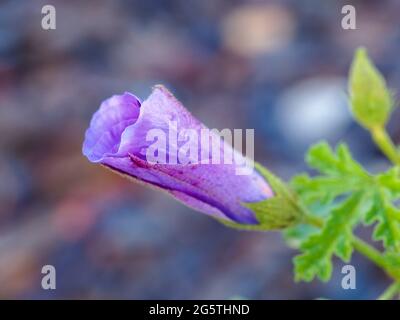 Fleur, Alyogyne huegelii, fleur pourpre originaire de Lilac Hibiscus, bouton 'West Coast Gem', jardin côtier australien sur le point de fleurir, bokeh Banque D'Images