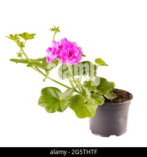 Géranium à l'ivée en pot ou géranium en cascade (Pelargonium peltatum) isolé sur fond blanc Banque D'Images
