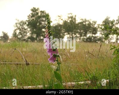 foxglove (Digitalis purpurea) dans l'herbe en fleurs, avec une prairie avec herbe en fleurs et des arbres en arrière-plan Banque D'Images