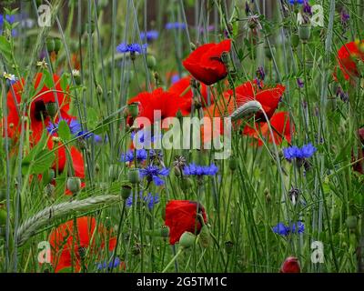 bordure de fleurs à côté de la prairie avec le grain, les coquelicots et les fleurs de maïs Banque D'Images