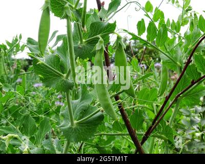 les pois mange-tout et les fleurs poussent sur la plante dans le potager Banque D'Images
