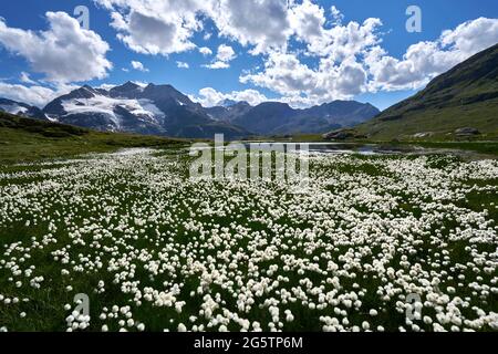 Flachmoor mit fruchendem Scheuchzer's Wollgras (Eriophorum scheuchzeri) oberhalb des Berninapasses in der Gemeinde Pontresina am 13.07.17. Banque D'Images