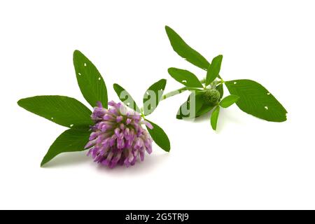 Fleur de trèfle avec des feuilles isolées sur fond blanc gros plan Banque D'Images