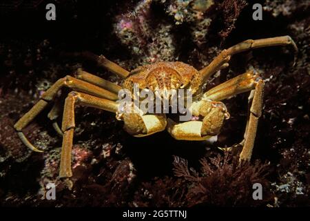 Grand crabe araignée (Hyas araneus) dans les eaux côtières, Royaume-Uni. Banque D'Images