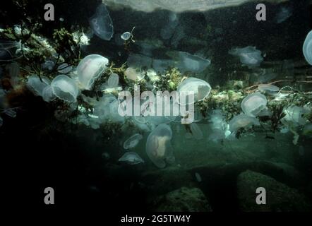 Méduses, algues et autres détritus piégés dans un ravin à la surface, Royaume-Uni. Banque D'Images