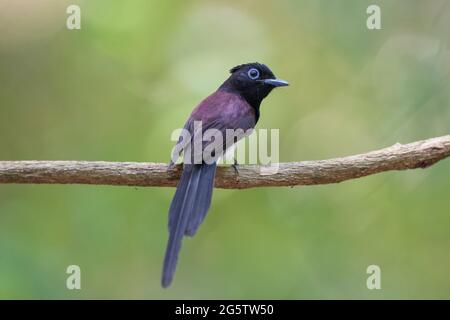 Le paradis japonais flycatcher montrant sa beauté Banque D'Images