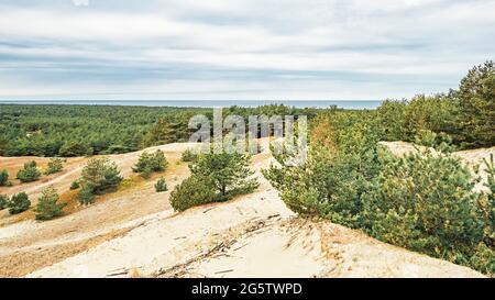 Jeunes pins dans les dunes de la CCuronian Spit par temps nuageux Banque D'Images