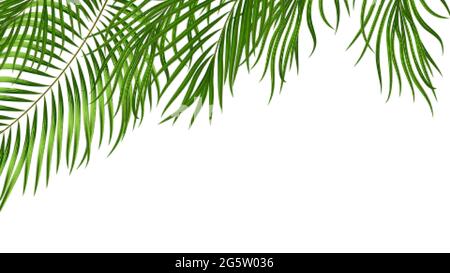 Fond tropical avec feuilles de palmier vertes. Motif botanique d'été avec plantes de la jungle pour invitation, bannière, affiche. Illustration vectorielle Illustration de Vecteur