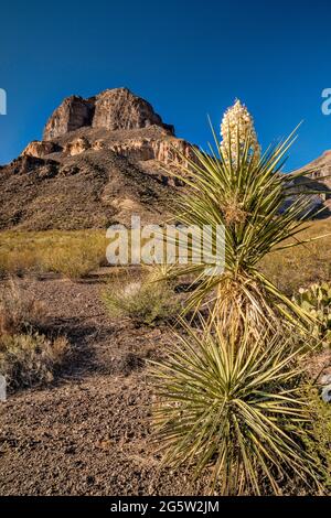 Poignard espagnol en fleur, Cerro de las Burras à distance, boucle de Las Burras, près de River Road, parc national de Big Bend Ranch, Texas, États-Unis Banque D'Images