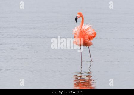 Flamants d'Amérique ou des Caraïbes (Phoenicopterus ruber) marchant dans l'eau avec réflexion, lac Goto, Bonaire, Antilles néerlandaises. Banque D'Images