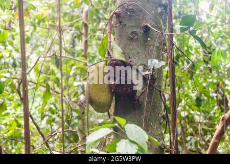 Jackfruit sur un arbre Banque D'Images