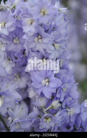 Violet larkspur (Delphinium) les femmes lilas fleuret dans un jardin en juillet Banque D'Images