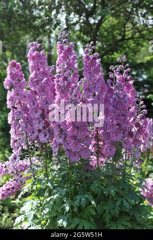 Le larkspur rose (Delphinium) fleurit dans un jardin en juillet Banque D'Images