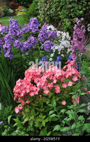 Le phlox d'été Nakhodka et le Paradis Bleu fleurissent avec un larkspur rose (Delphinium) dans un jardin en juillet Banque D'Images