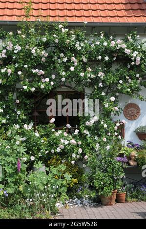 KLEVE, ALLEMAGNE - 3 JUIN 2016 : des roses grimpantes fleurissent dans un mur de brume du jardin d'Imig-Gerold Banque D'Images