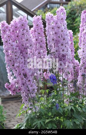 Le larkspur rose (Delphinium) fleurit dans un jardin en juillet Banque D'Images