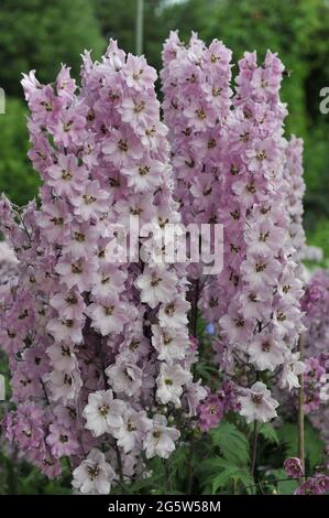 Le larkspur rose (Delphinium) fleurit dans un jardin en juillet Banque D'Images