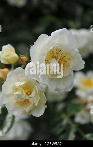 Rose Climber à grandes fleurs jaune clair (Rosa) la ville de York fleurit dans un jardin en juin Banque D'Images