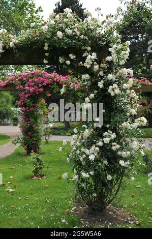 Rose Climber à grandes fleurs jaune clair (Rosa) la ville de York fleurit sur une pergola dans un jardin en juin Banque D'Images