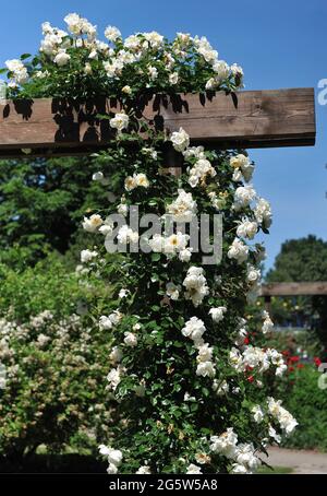 Rose Climber à grandes fleurs jaune clair (Rosa) la ville de York fleurit sur une pergola dans un jardin en juin Banque D'Images