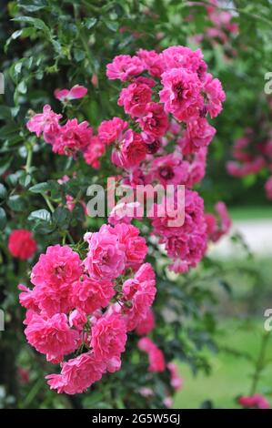 Rose petite fleur grimpant hybride Wichurana rose (Rosa) Excelsa fleurit dans un jardin en juin Banque D'Images