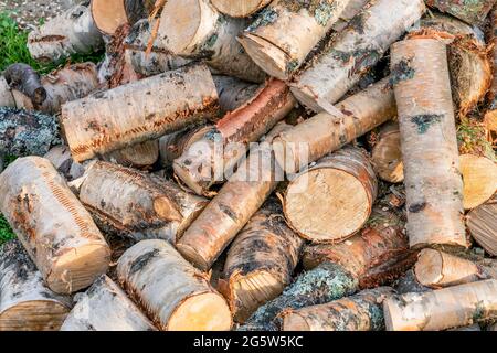 Grosse pile de coupes rondes de bois d'arbre, tronçonneuse électrique  rouge. Les grumes sont sciées à partir des troncs de bouleau empilés dans  une pile. Bois de chauffage de bouleau. Compost s