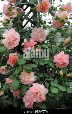 Rose corail Climber rose (Rosa) la fête parfumée fleurit lors d'une exposition en mai Banque D'Images