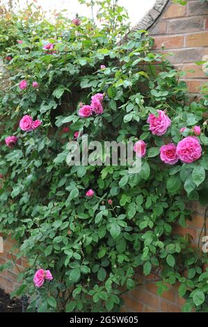 Rose grimpant arbuste rose (Rosa) Gertrude Jeckyll fleurit sur un mur de briques dans un jardin en mai Banque D'Images