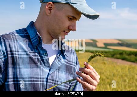 Agriculteur ou agronome dans le champ de blé évaluant le rendement. Travailleur agricole examinant la qualité du grain de blé. Banque D'Images