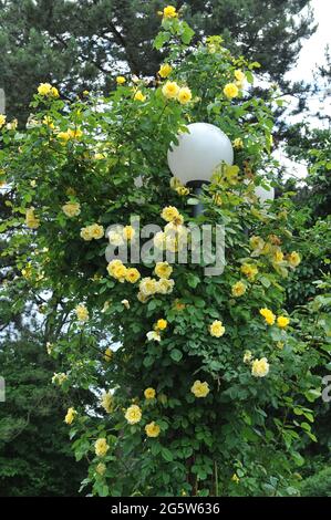 Rose grimpeur jaune à grandes fleurs (Rosa) Golden Gate fleurit sur un lampadaire dans un jardin en juin Banque D'Images