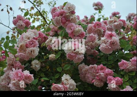 Rose Climber rose (Rosa) Indra fleurit dans un jardin en juin Banque D'Images