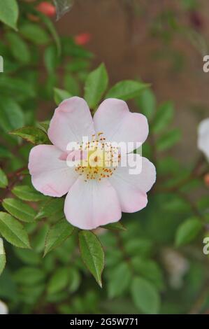 Rose grimpant Polyantha rose (Rosa) Open Arms fleurit dans un jardin en mai Banque D'Images