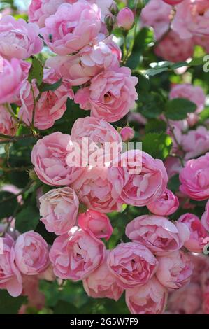 Rose grimpant hybride Macrantha rose (Rosa) Raubritter fleurit dans un jardin en juillet Banque D'Images