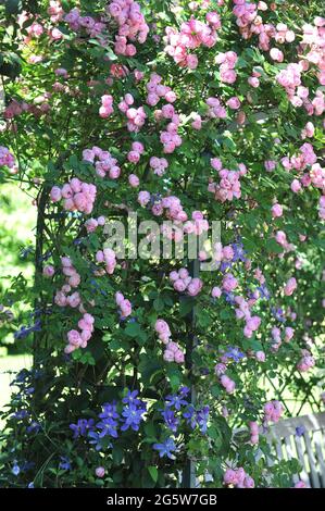 Rose grimpant arbuste rose (Rosa) Raubritter fleurit sur une arche dans un jardin en juillet Banque D'Images