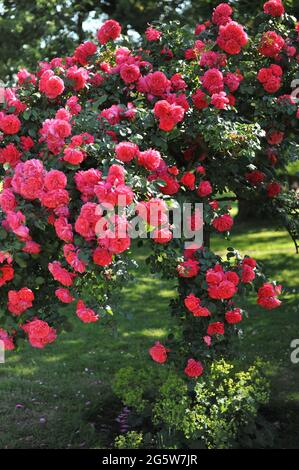 Rose standard Climber rose à grandes fleurs (Rosa) le Rosarium Uetersen fleurit dans un jardin en juin Banque D'Images