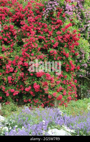 Rose rouge à grandes fleurs Climber (Rosa) Super Excelsa fleurit dans un jardin en juin Banque D'Images