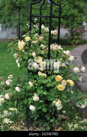 Rose arbuste jaune (Rosa) teasing Georgia fleurit sur un obélisque noir dans un jardin en juin Banque D'Images