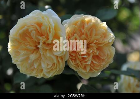 Rose arbuste jaune (Rosa) teasing Georgia fleurit dans un jardin en juin Banque D'Images