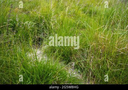 Un trou dans le sol, High Eskeleth, Arkengarthdale, Yorkshire Dales, Royaume-Uni Banque D'Images