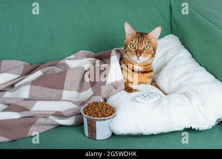 Un chat domestique se détend sur le canapé devant la télévision avec un verre de nourriture sèche et une télécommande Banque D'Images