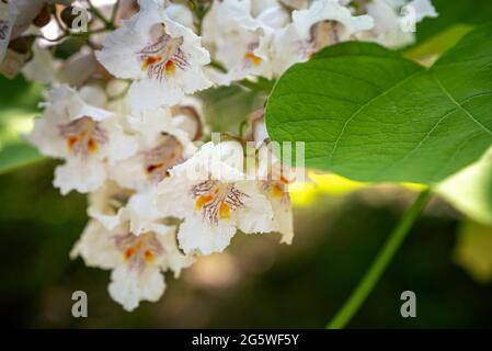Catalpa grandit et fleurit en été dans le jardin. Fleurs de style Catalpa bigon, haricot amérindien, Catalpa vulgaris, Catalpa lilas, cigare tr Banque D'Images