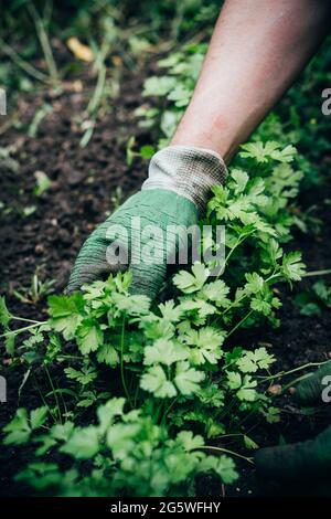 Un jardinier masculin traite un lit de jardin avec du persil, une végétation en pleine croissance dans le jardin Banque D'Images