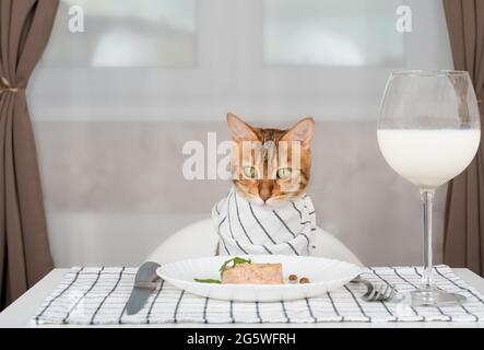 Chat domestique avec bavette à une table servie avec de la nourriture humide et un verre de lait dans la chambre Banque D'Images