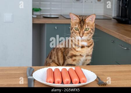 Un chat bengale affamé regarde avec appétit une assiette de saucisses bouillies sur la table Banque D'Images