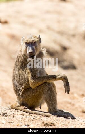 Babouin mâle adultes assis sur la roche dans le parc national de Tsavo, Kenya Banque D'Images