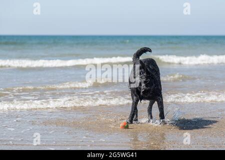 Dans l'agitation du labrador noir suf sur une plage ensoleillée Banque D'Images