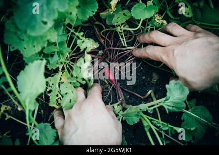 Les mains de l'homme et le radis dans le sol, la culture de légumes dans le jardin Banque D'Images