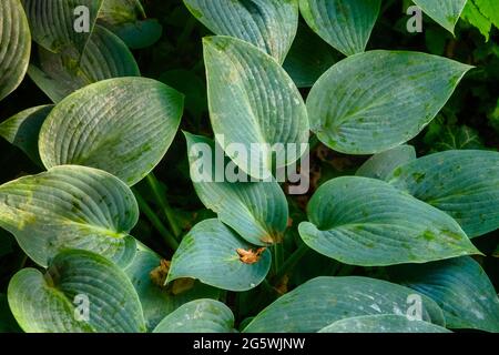 L'usine HostA dans le jardin royal danois du château de Graasten, au Danemark Banque D'Images