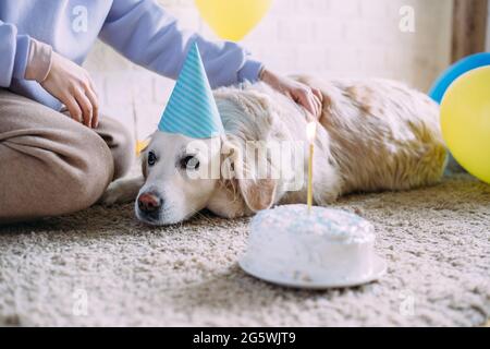 Le chien Labrador Golden Retriever fête son anniversaire dans une casquette et avec gâteau Banque D'Images