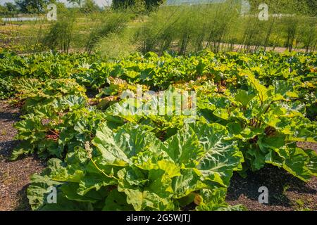 Jardin potager au château royal des reines danoises à Graasten, Danemark Banque D'Images